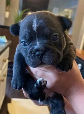 Französische Bulldogge Welpen - Hündin