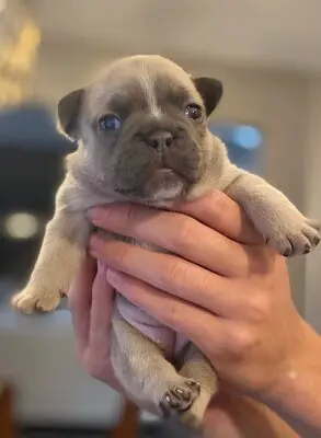 Französische Bulldogge Welpen - Hündin