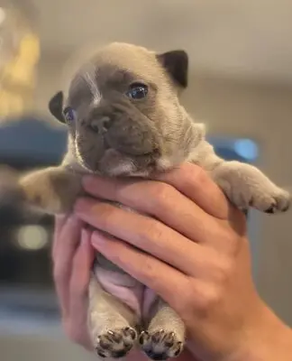 Französische Bulldogge Welpen - Hündin