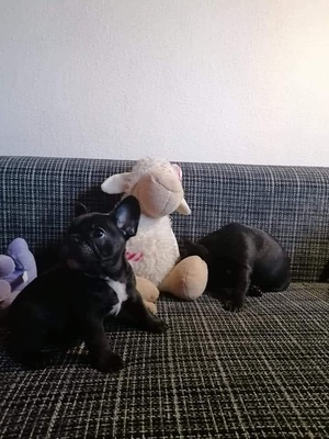 Französische Bulldogge Welpen - Rüde
