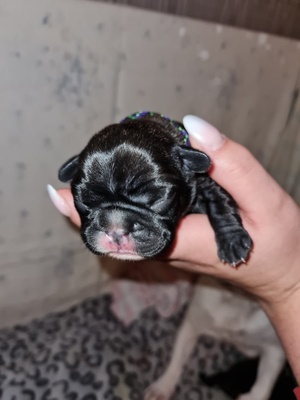 Französische Bulldogge Welpen - Rüde