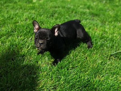 Französische Bulldogge Welpen - Rüde