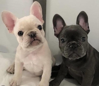 Französische Bulldogge Welpen - Rüde