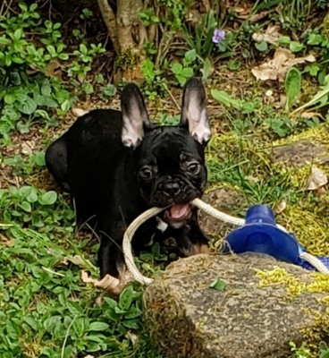 Französische Bulldogge Welpen Welpen - Hündin