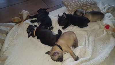 Französische Bulldogge Welpen mit AT