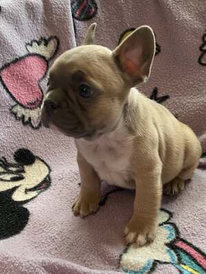 Französische Bulldogge Welpen mit AT, Französische Bulldogge Welpen - Hündin
