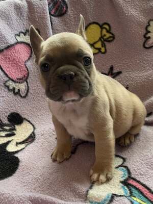 Französische Bulldogge Welpen mit AT, Französische Bulldogge Welpen - Hündin