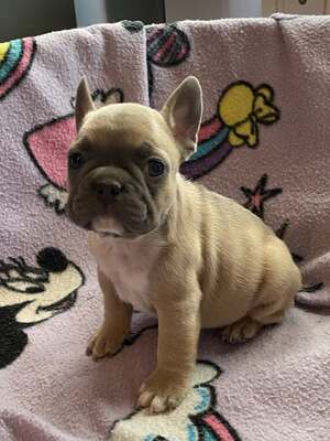 Französische Bulldogge Welpen mit AT, Französische Bulldogge Welpen - Hündin