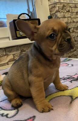 Französische Bulldogge Welpen mit AT, Französische Bulldogge Welpen - Hündin