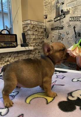 Französische Bulldogge Welpen mit AT, Französische Bulldogge Welpen - Hündin