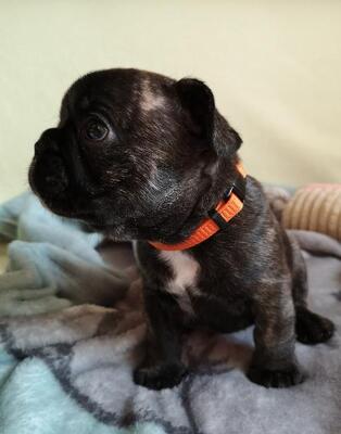 Französische Bulldoggen Rüde Collin, Französische Bulldogge Welpen - Rüde