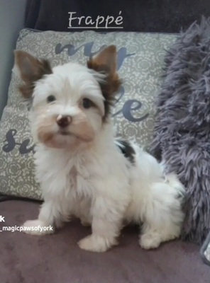 Frappé, Yorkshire Terrier /Biewer Yorki Welpen - Rüde