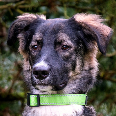 Fratz: mit Video auf der Website der Tierhilfe Franken, Mix Welpen - Rüde