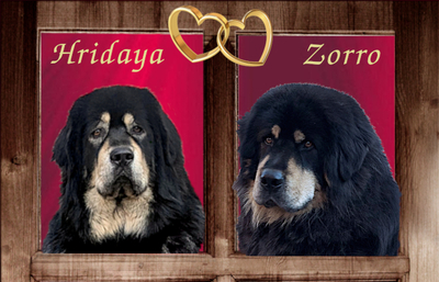 Frau Gelb und Frau Rosa, Tibetan Mastiff Do Khyi Welpen - Hündin