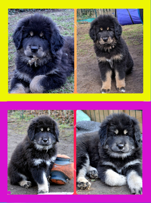 Frau Gelb und Frau Rosa, Tibetan Mastiff Do Khyi Welpen - Hündin