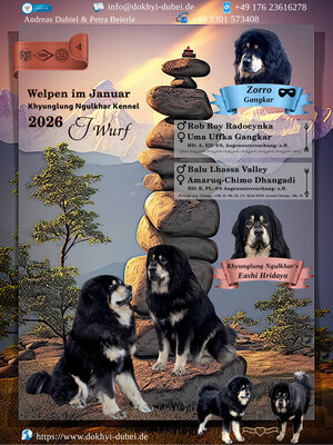 Frau Gelb und Frau Rosa, Tibetan Mastiff Do Khyi Welpen - Hündin