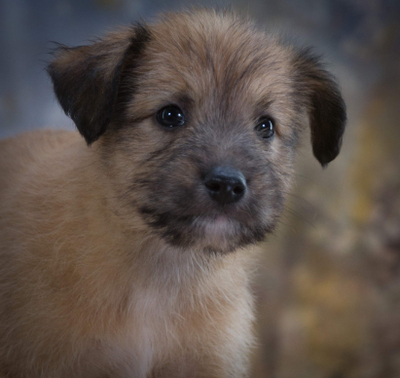 Freckles - neugieriger Hundejunge
