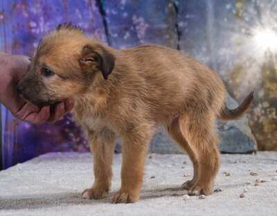 Freckles - neugieriger Hundejunge, Mischling Welpen - Rüde