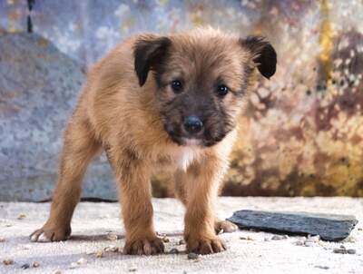 Freckles - neugieriger Hundejunge, Mischling Welpen - Rüde
