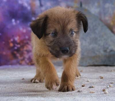 Freckles - neugieriger Hundejunge, Mischling Welpen - Rüde