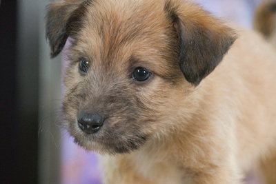 Freckles - neugieriger Hundejunge, Mischling Welpen - Rüde
