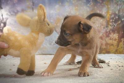 Freckles - neugieriger Hundejunge, Mischling Welpen - Rüde