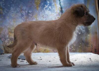 Freckles - neugieriger Hundejunge, Mischling Welpen - Rüde