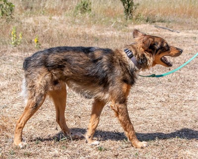 Fred - ein Kuschelbär, Mischling - Rüde