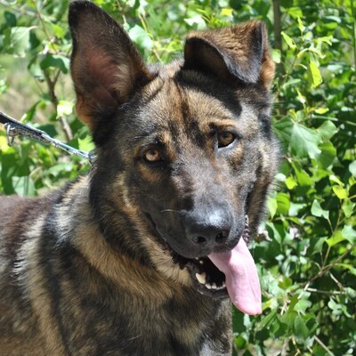 💥Fred ist ein junger Hund, der nichts kannte bevor er ins Tierheim kam✨, Schäferhund-Mischling - Rüde