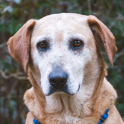 Freda, Labrador-Mix - Hündin