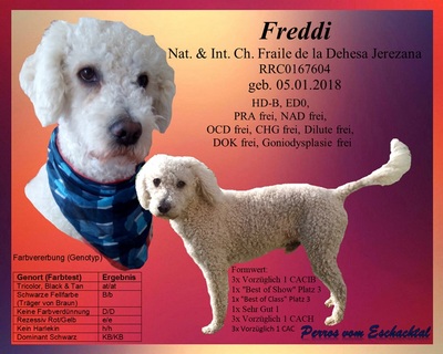 Freddi, Nat. & Int. Ch. Fraile de la Dehesa Jerezana, Perro de Agua Espanol - Rüde