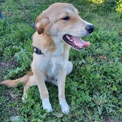Freddie - ein freundlicher und aktiver junger Bursche, Mix - Rüde