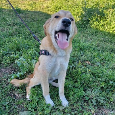 Freddie - ein freundlicher und aktiver junger Bursche, Mix - Rüde