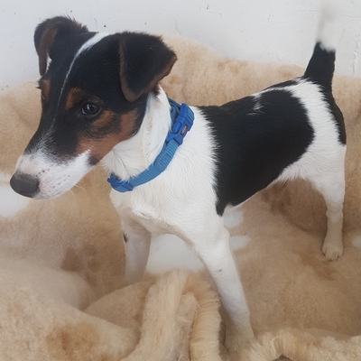 Freddy, Foxterrier - Rüde