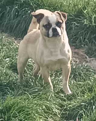 Freddy, Französische Bulldogge / Mops - Rüde