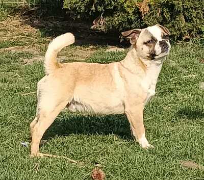 Freddy, Frnzösische Bulldogge/ Mops - Rüde