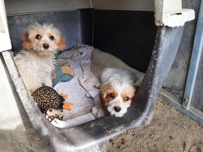 Freddy - Hübscher Welpenmann, ca. 4 Monate, Mischling Welpen - Rüde