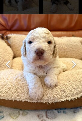 Freddy, Lagotto Rmagnolo Welpen - Rüde