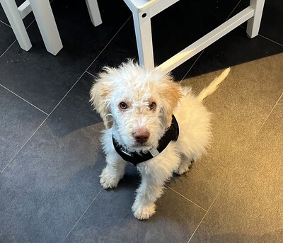 Freddy, Lagotto Rmagnolo Welpen - Rüde