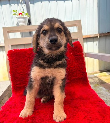 Freddy, Mischling Welpen - Rüde