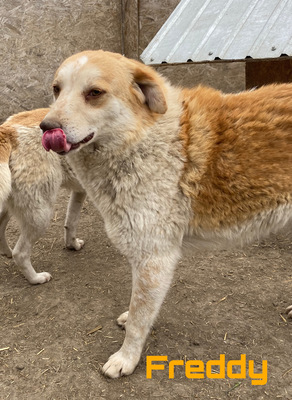 Freddy NOTFALL, Mix - Rüde