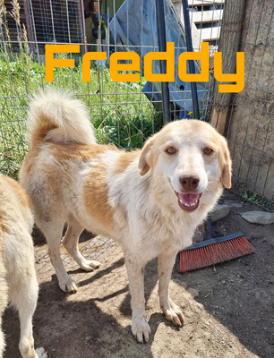 Freddy und Frieda, Mix - Rüde 1