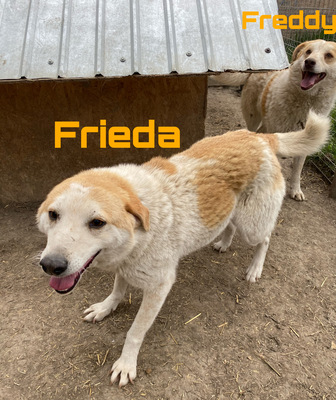 Freddy und Frieda, Mix - Rüde