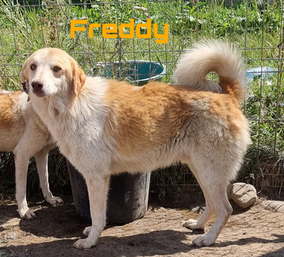 Freddy und Frieda, Mix - Rüde