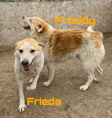 Freddy und Frieda - NOTFALL, Mix - Rüde