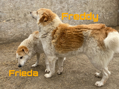 Freddy und Frieda - NOTFALL, Mix - Rüde