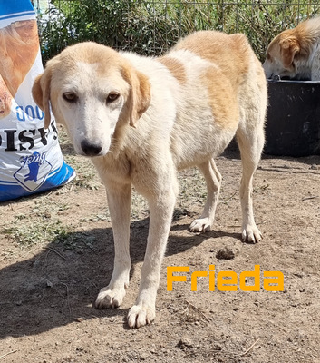 Freddy und Frieda - NOTFALL, Mix - Rüde