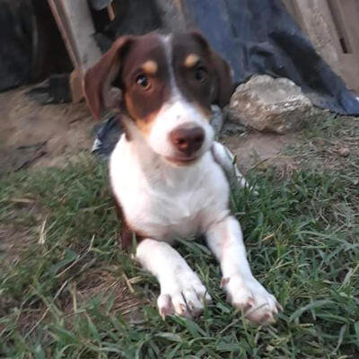 Fregia / Reserviert, Mischling Welpen - Hündin