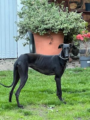 Freja, Galgo Espanol - Hündin