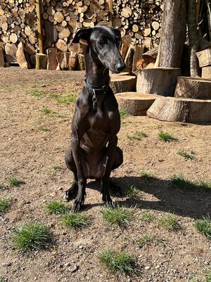 Freja, Galgo Espanol - Hündin